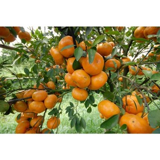 Cây quýt đường Thái lan
