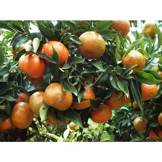 Cây quýt đường Thái lan