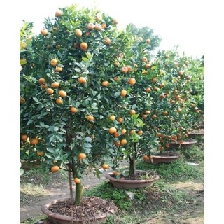 Cây quýt đường Thái lan
