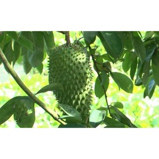 Cây giống mãng cầu xiêm Thái lan