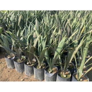 Cây giống kè bạc