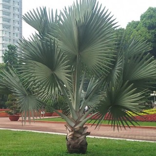 Cây giống kè bạc (Cọ bạc, cây đẹp, bao đổi trả)