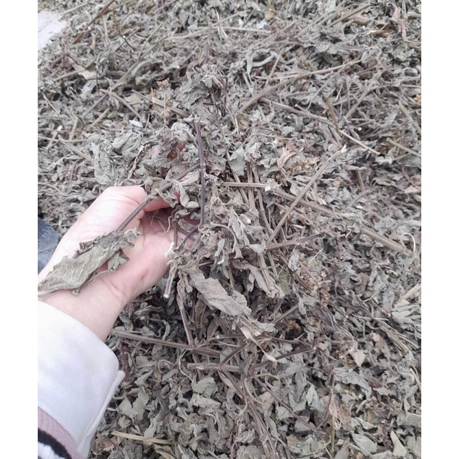 HƯƠNG NHU KHÔ 1kg