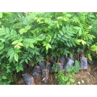 Combo 10 cây giống sưa đỏ cao 30cm trở lên