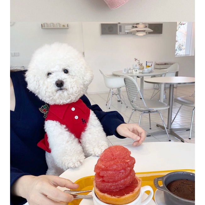 ÁO SƠ MI POLO THỂ THAO THÊU CHÓ TEDDY DỄ THƯƠNG MÁT MẺ MÙA HÈ CHO THÚ CƯNG