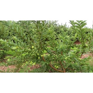Cây giống ổi đông dư