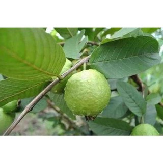 Cây giống ổi đông dư