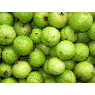 Cây giống ổi đông dư
