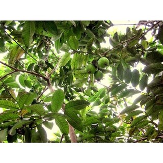 Cây giống ổi đông dư