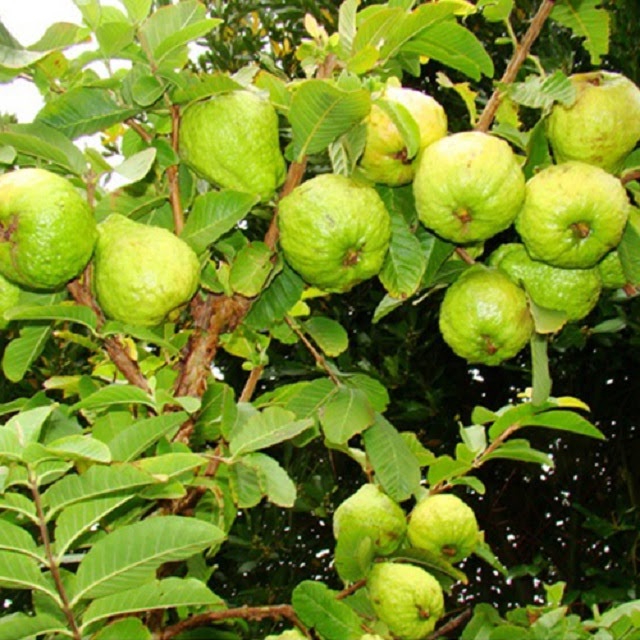 Cây giống ổi đông dư