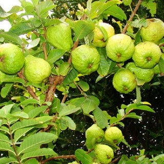 Cây giống ổi đông dư