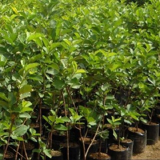 Cây giống ổi đông dư