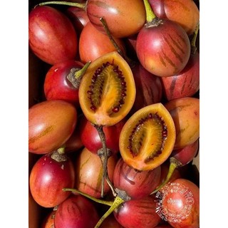 Cây giống cà chua thân gỗ
