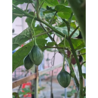 Cây giống cà chua thân gỗ