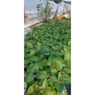 Cây giống cà chua thân gỗ