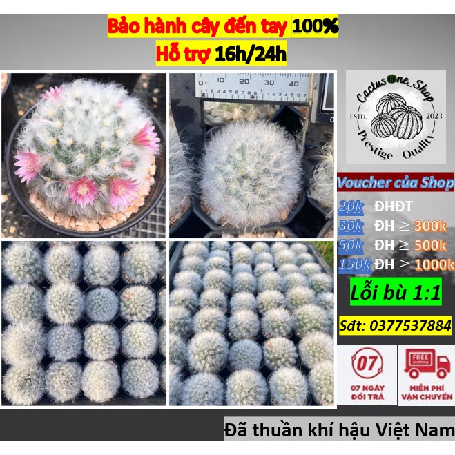 Xương rồng Mami lông cừu CACTUSONE_SHOP cây hạt kích thướt 4-5cm