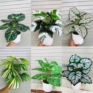 Chậu cây decor cỡ lớn 50-70cm,nhiều mẫu siêu xinh