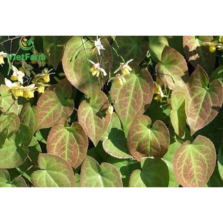 1kg DÂM DƯƠNG HOẮC HÀNG LOẠI 1
