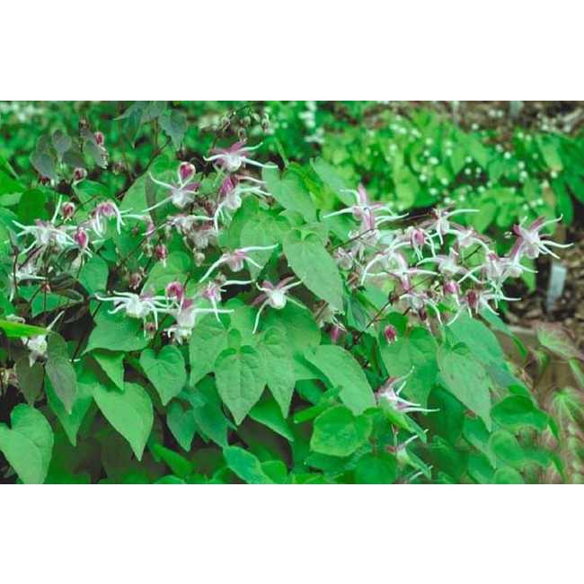 1kg DÂM DƯƠNG HOẮC HÀNG LOẠI 1