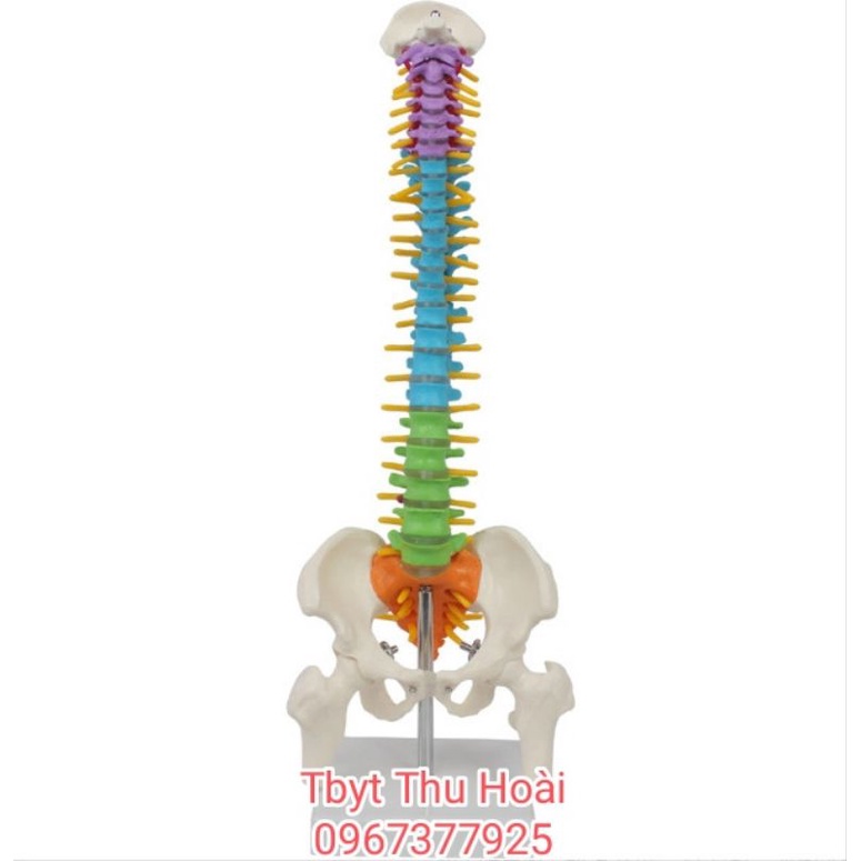 Mô hình cột sống  cao 45cm- Mô hình xương người- mô hình giảng dạy -mô hình trắng cứng và mô hình có màu