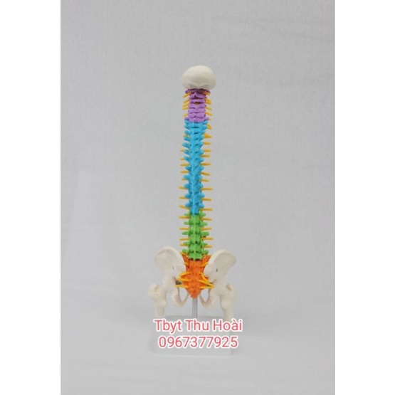 Mô hình cột sống  cao 45cm- Mô hình xương người- mô hình giảng dạy -mô hình trắng cứng và mô hình có màu