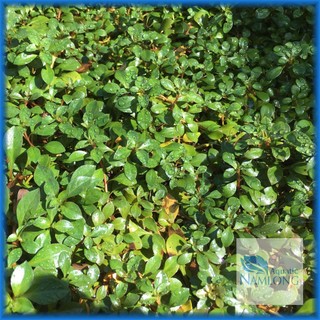 Diệp tài hồng lá táo - Cây thủy sinh cắt cắm không cần CO2