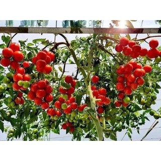 Hạt giống cà chua bạch tuộc -cà chua chùm leo giàn