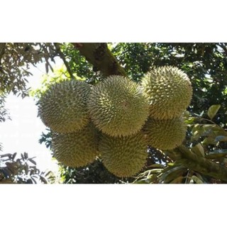 Cây giống sầu riêng chuồng bò