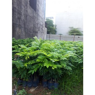 Cây giống gỗ sưa đỏ