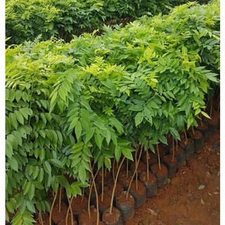 Cây giống gỗ sưa đỏ