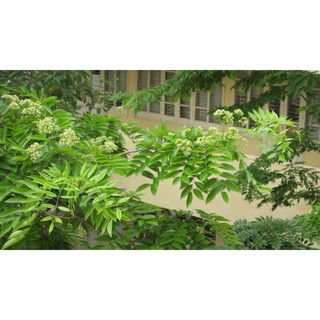 Cây giống gỗ sưa đỏ