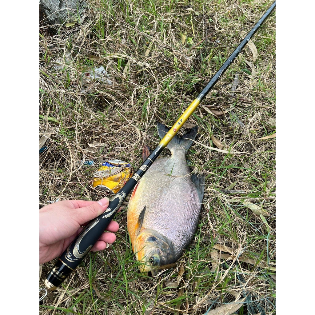 Cần câu tay Sói Vàng Độ Cứng 4H Chuyên Gẩy Rô Diếc Tạo Cảm Giác Tặng Ngọn