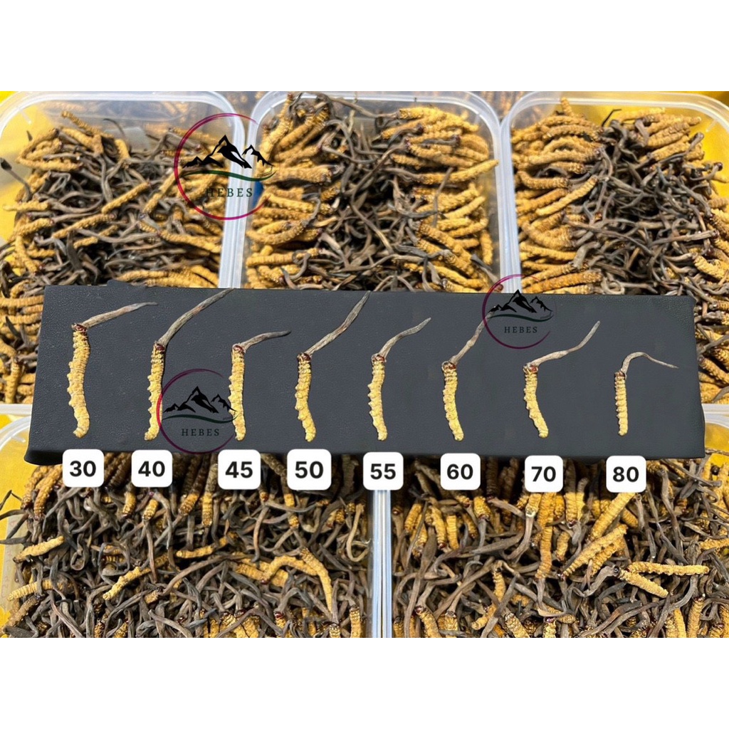 SET 8 CON MẪU ĐTHT MẮT ĐỎ BHUTAN