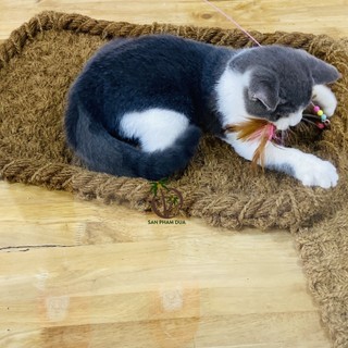 THẢM XƠ DỪA CHO THÚ CƯNG