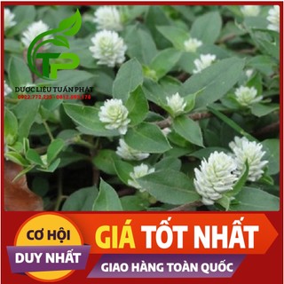 1kg cây nở ngày đất tươi - dược liệu tuấn phát