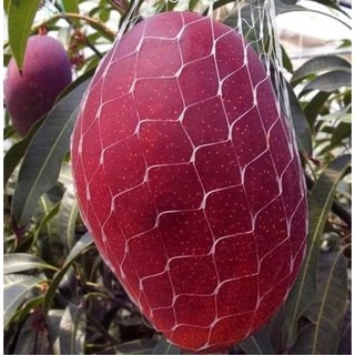 Cây giống xoài đỏ Nhật bản trồng chậu