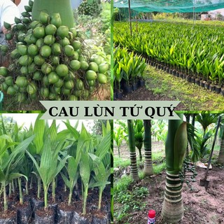 Cây giống cau lùn tứ quý giống chuẩn f1 cây ra quả quanh năm