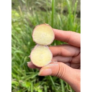 Tỏi Cô Đơn Yên Châu (500gr-1000gr)