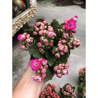 cây hoa sống đời cánh kép đỏ và tím đang hoa