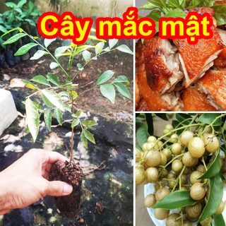 Cây mắc mật nướng thịt gà, vịt, heo cực ngon