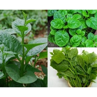 Hạt Giống Mồng Tơi Cao Sản 20gr