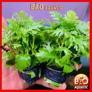 Cây thuỷ sinh thuỷ cúc lá cạn 13-15 ngọn
