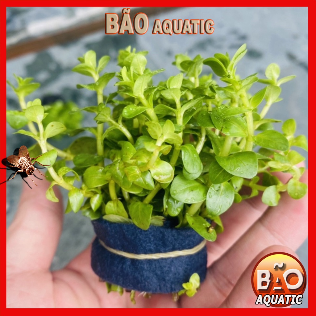 Cây thủy sinh Vảy Ốc 18-25 ngọn Cây thủy sinh cắt cắm lá cạn dễ trồng