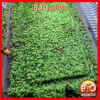 Rêu Mini fiss Tấc Lá Nước (5 lớp rêu, hộp 13x10cm)