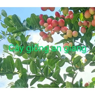 Combo 2 cây siro cao từ 40cm 50cm giá 2 cây 85k