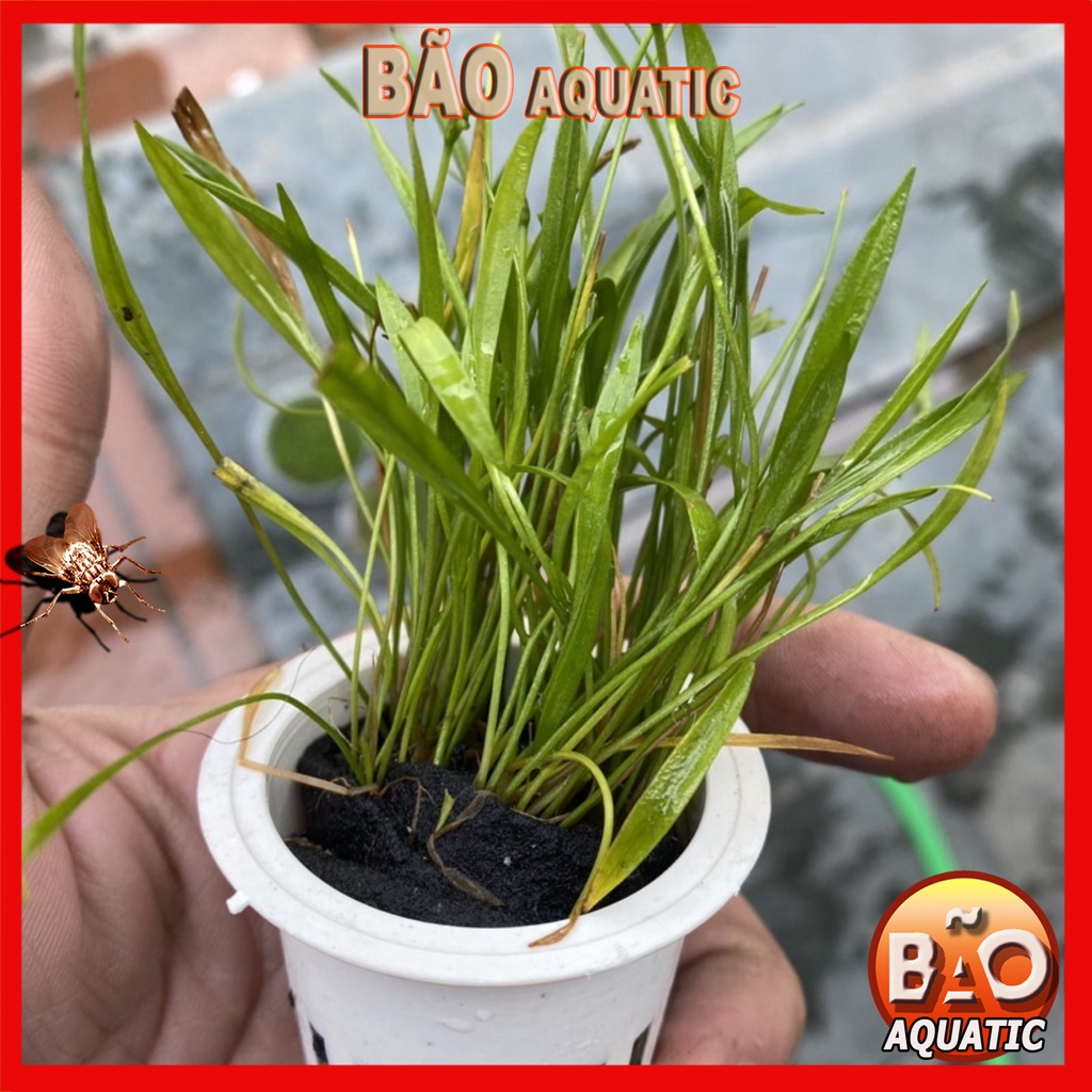 Cây Cỏ Đỏ Cây Thuỷ Sinh Tiền Cảnh Cực Đẹp Dễ Trồng