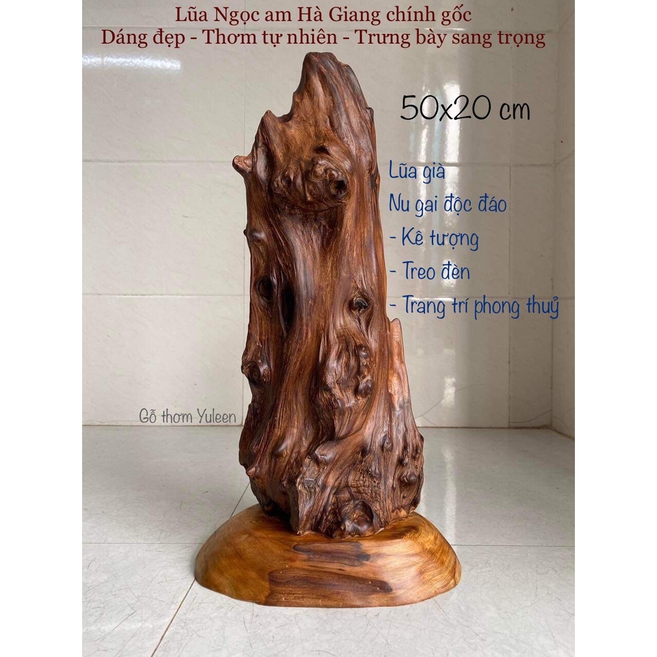 Lũa Ngọc Am Hà Giang, gỗ ngọc am đỏ phong thuỷ, lũa gỗ đẹp, xông trầm, gỗ thơm để bàn, trang trí trư