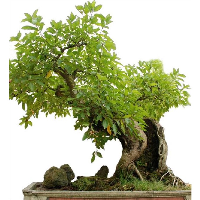 Hạt giống sung bon sai (sung viêt) -gói 10 hạt--SHGCT