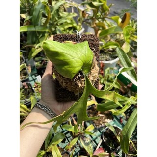 Ổ rồng nhỏ