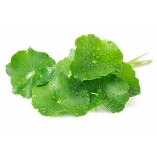 HẠT GIỐNG RAU MÁ (1gr)